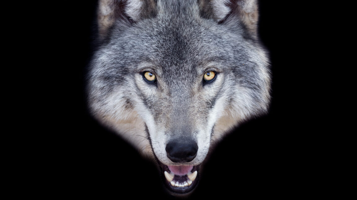 Man faces 5-year prison sentence for using AI to create fake wolf photos, setting precedent for AI-generated misinformation crimes
