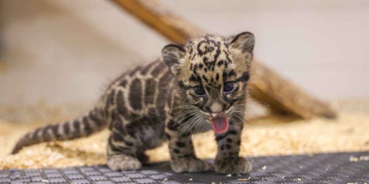 Nashville Zoo battles 69,000-sq-ft data center plan next to endangered species habitat