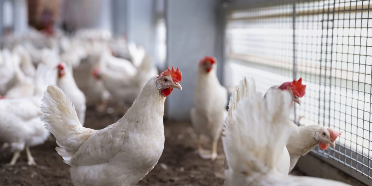 AI workers donate $40M to factory farm animal welfare