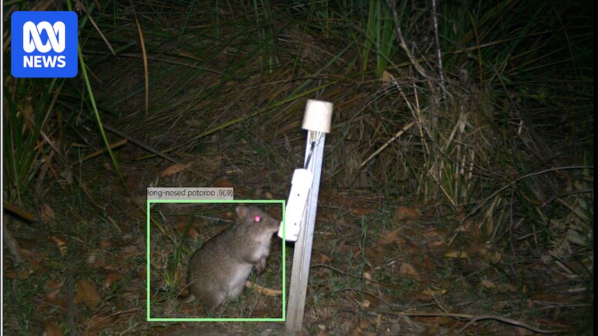Parks Victoria deploys AI wildlife recognition tool to process field camera images in hours instead of weeks