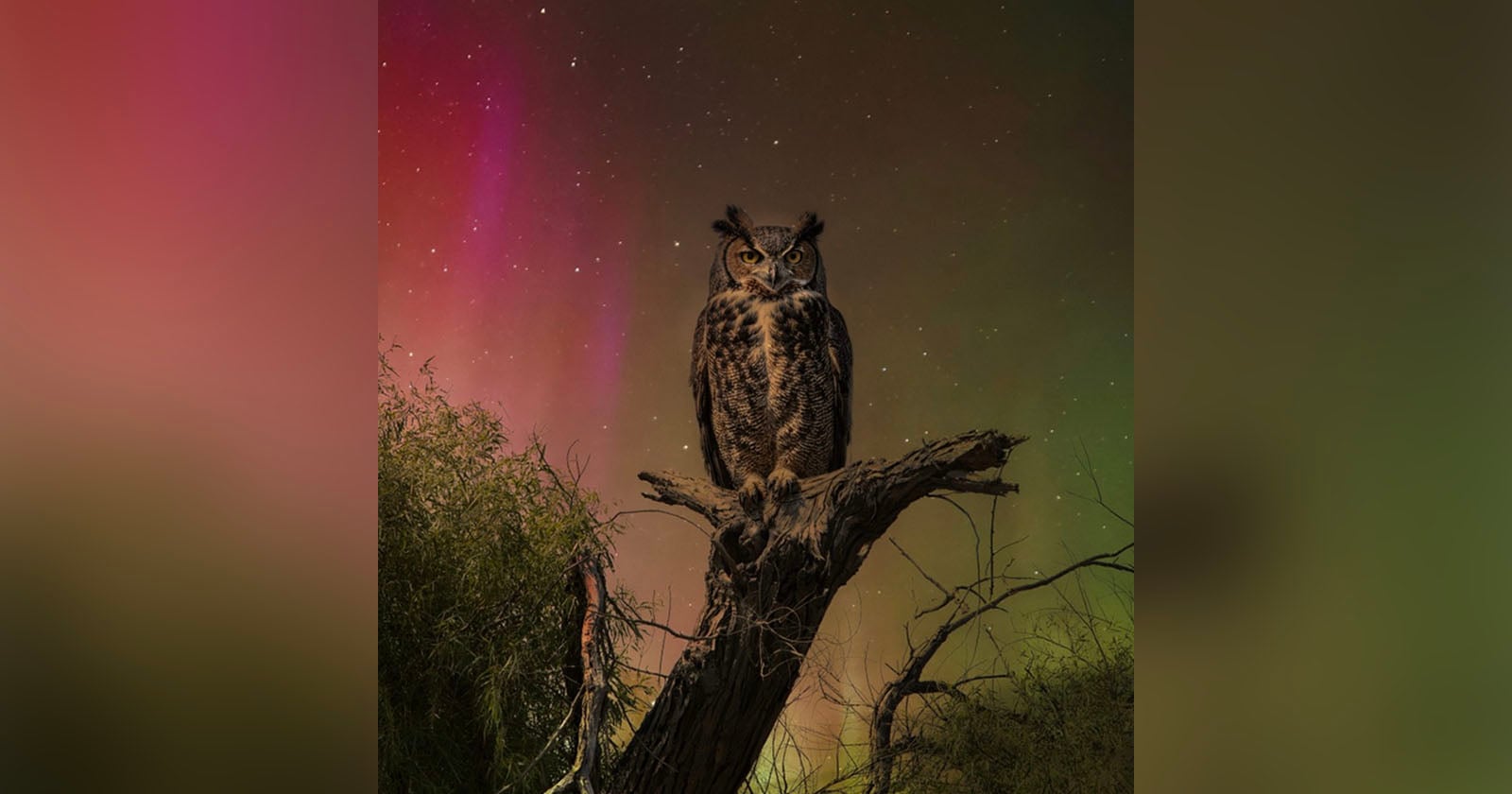 National Wildlife Federation disqualifies grand prize photo from Garden for Wildlife Photo Contest, citing composite rule violation amid AI suspicions
