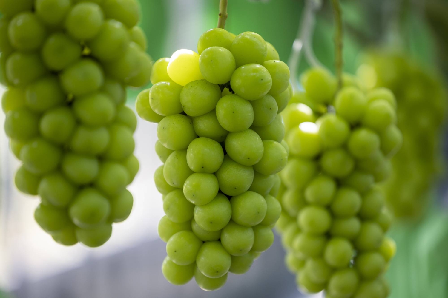 Japan passes bill to protect crop varieties from unauthorized overseas sales