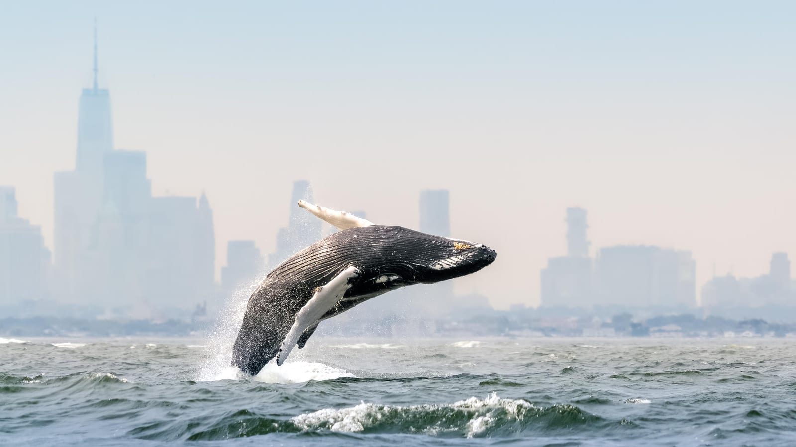 Blue Planet III keeps rough shots to prove it's not AI