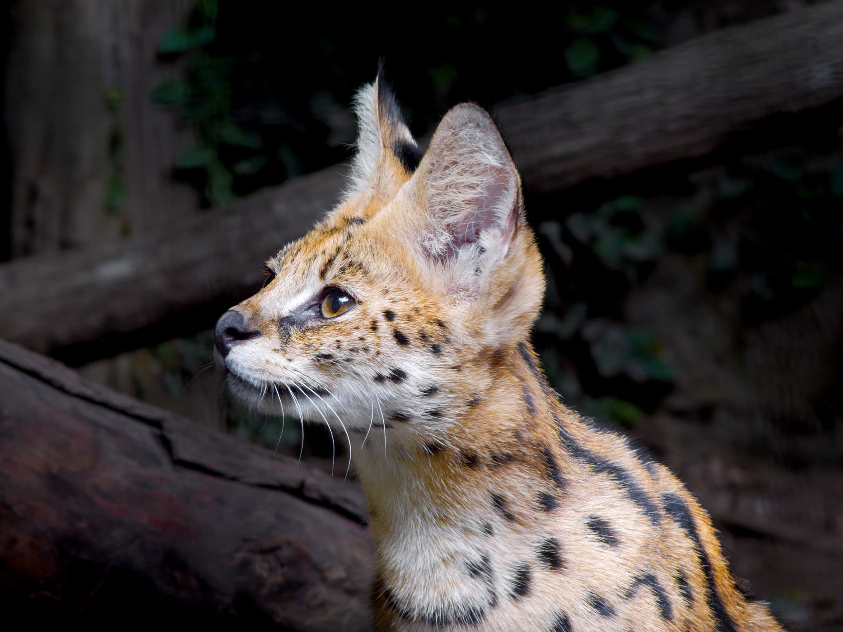 Serval の Catalyst AI が IT 問題を自動修復、チケット提出前に